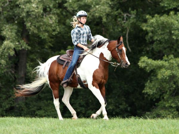 Podstawy jeździectwa: Co musisz wiedzieć o jeździe konnej